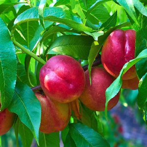 Nektarinka (Prunus nucipersica) ´FANTASIA´ - neskorá 160-200 cm – voľnokorenná